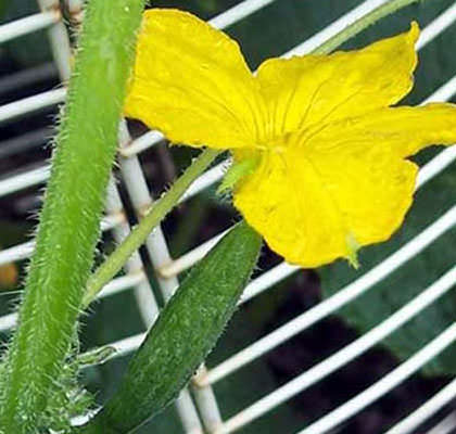 Почему может опадать завязь у огурцов