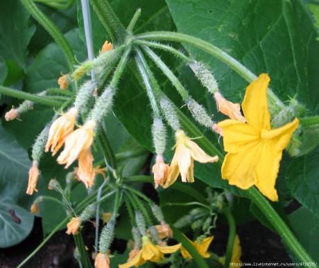 Почему может опадать завязь у огурцов