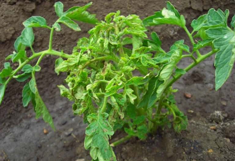 Почему на помидорах мало листьев?