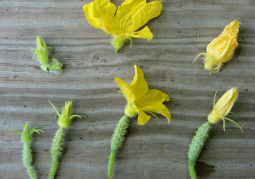 Почему на тепличных помидорах образуются пустоцветы и как свести к минимуму их количество?