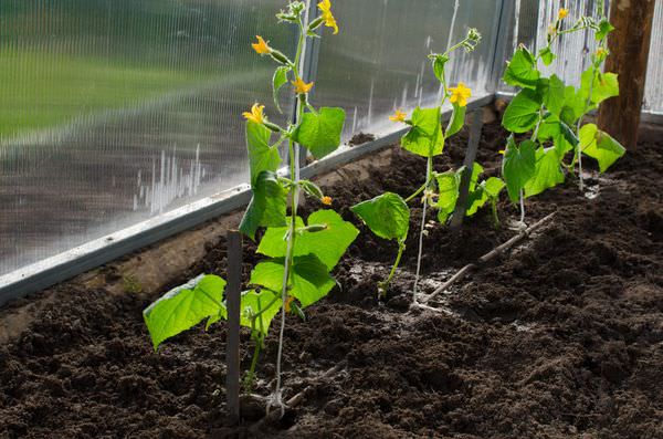 Почему не растут огурцы: определение и устранение причин