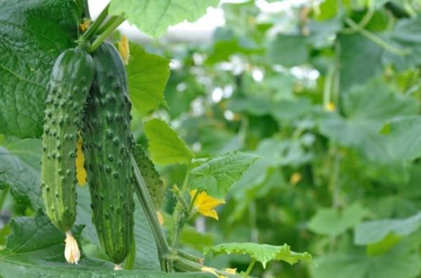 Почему не растут огурцы: определение и устранение причин