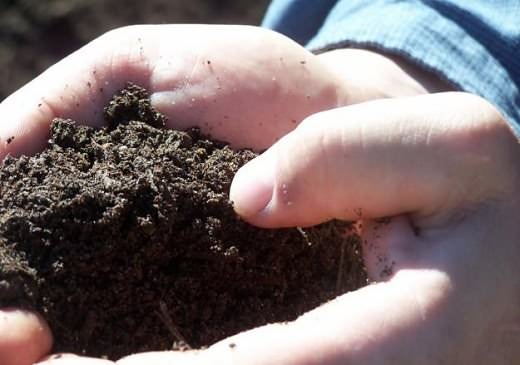 Почему обычно зеленеет земля в теплице?