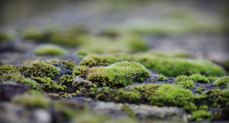 Почему обычно зеленеет земля в теплице?