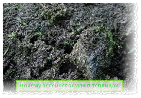 Почему обычно зеленеет земля в теплице?