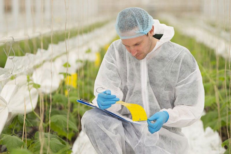 Почему обычно зеленеет земля в теплице?