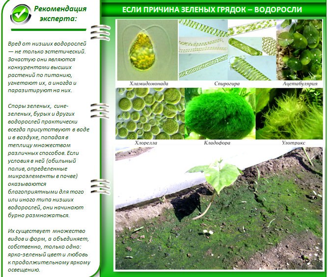 Почему обычно зеленеет земля в теплице?