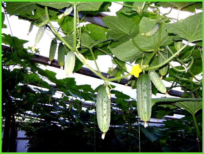 Почему огурцы в теплице становятся мягкими