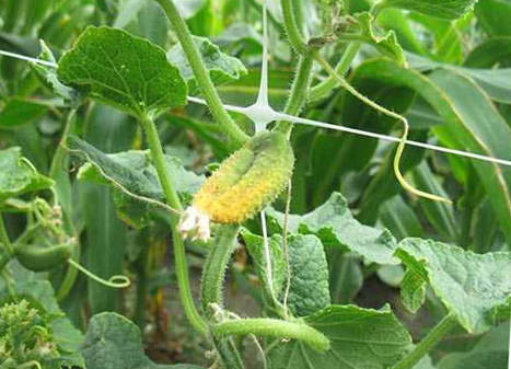 Почему огурцы в теплице становятся мягкими