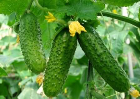 Почему огурцы в теплице становятся мягкими