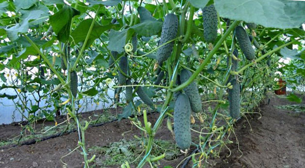 Почему огурцы в теплице становятся мягкими