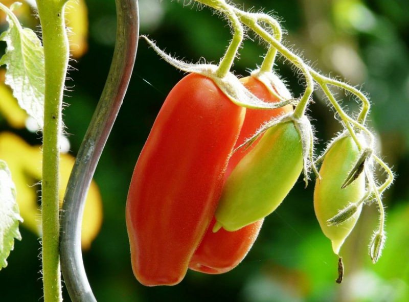 Почему опадают завязи помидор и меры борьбы с опадением