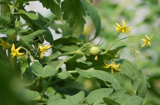 Почему опадают завязи помидор и меры борьбы с опадением