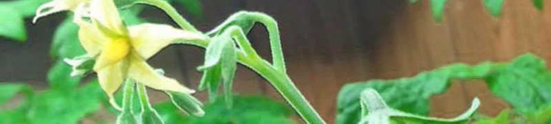 Почему опадают завязи помидор и меры борьбы с опадением