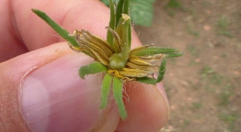 Почему опадают завязи помидор и меры борьбы с опадением