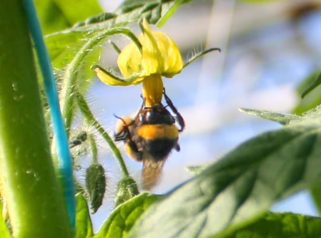 Почему опадают завязи помидор и меры борьбы с опадением