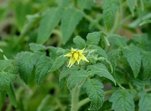 Почему опадают завязи помидор и меры борьбы с опадением