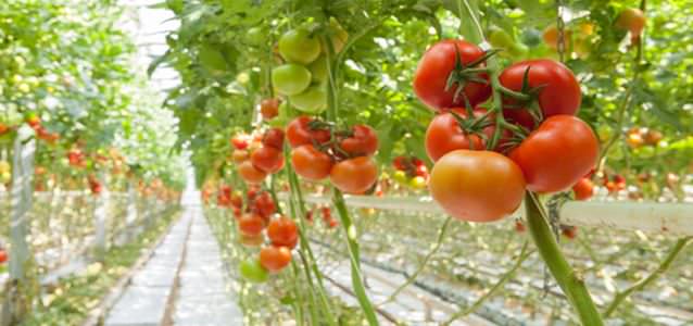 Почему плохо растут кусты помидоров