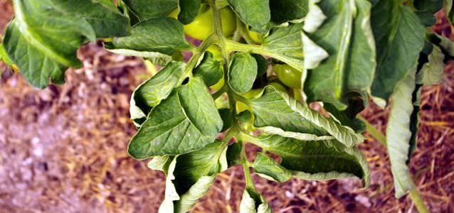 Почему плохо растут кусты помидоров