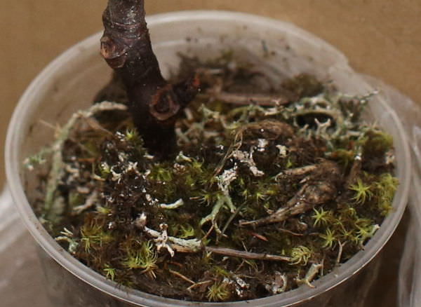 Почему появляется белый налет на земле в теплице, и как от него избавиться?