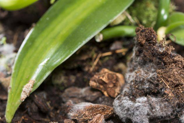 Почему появляется белый налет на земле в теплице, и как от него избавиться?