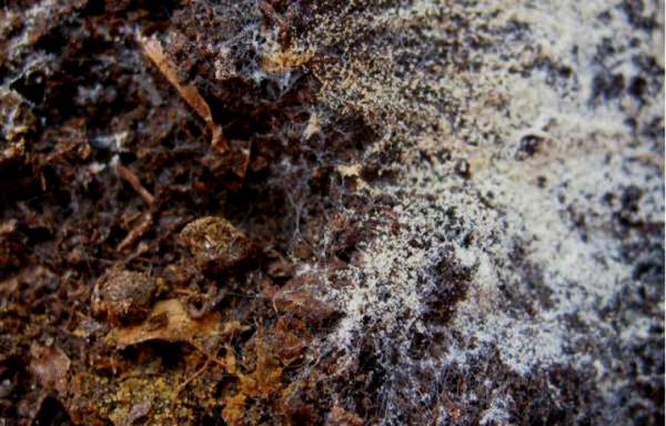 Почему появляется белый налет на земле в теплице, и как от него избавиться?