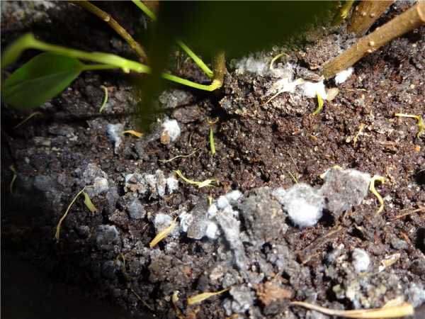 Почему появляется белый налет на земле в теплице, и как от него избавиться?