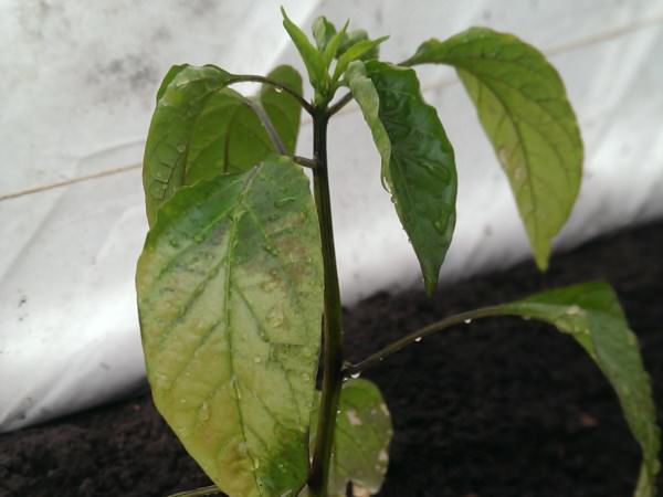 Почему сильно желтеют листья у перца?