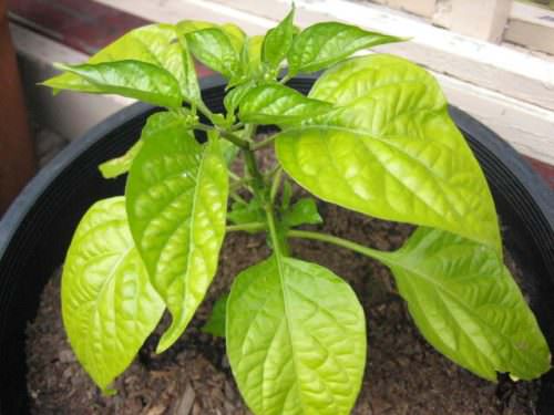 Почему сильно желтеют листья у перца?