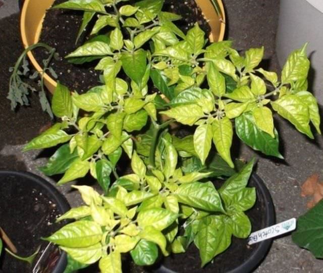 Почему сильно желтеют листья у перца?