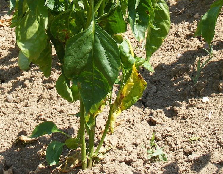 Почему сильно желтеют листья у перца?