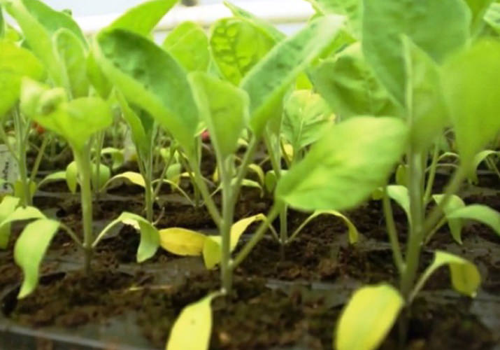 Почему сильно желтеют листья у перца?