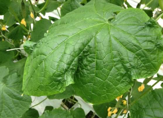 Почему скручиваются плоды и листья огурцов в теплице