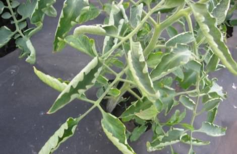 Почему сохнут и закручиваются листья у помидоров в теплице