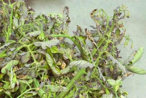 Почему сохнут и закручиваются листья у помидоров в теплице