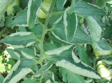 Почему сохнут и закручиваются листья у помидоров в теплице