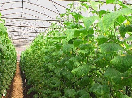 Почему тепличные огурцы становятся белыми