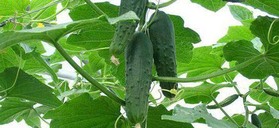 Почему тепличные огурцы становятся белыми