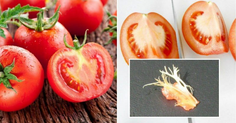 Почему у помидоров внутри появляются белые прожилки