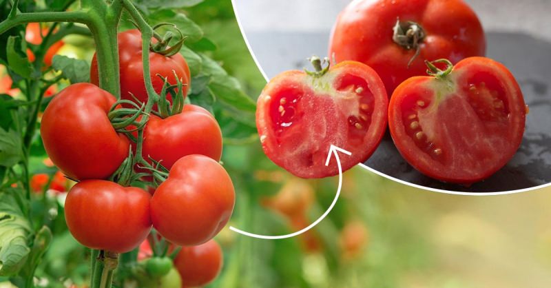 Почему у помидоров внутри появляются белые прожилки