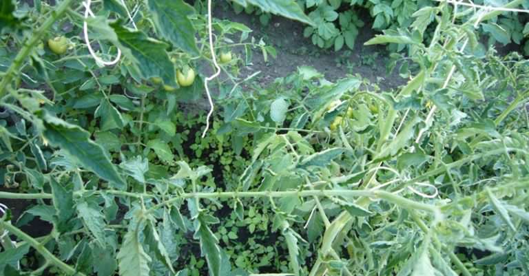 Почему у помидоров закручиваются верхние листья?