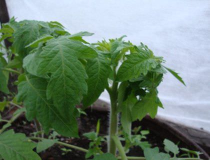 Почему у помидоров закручиваются верхние листья?