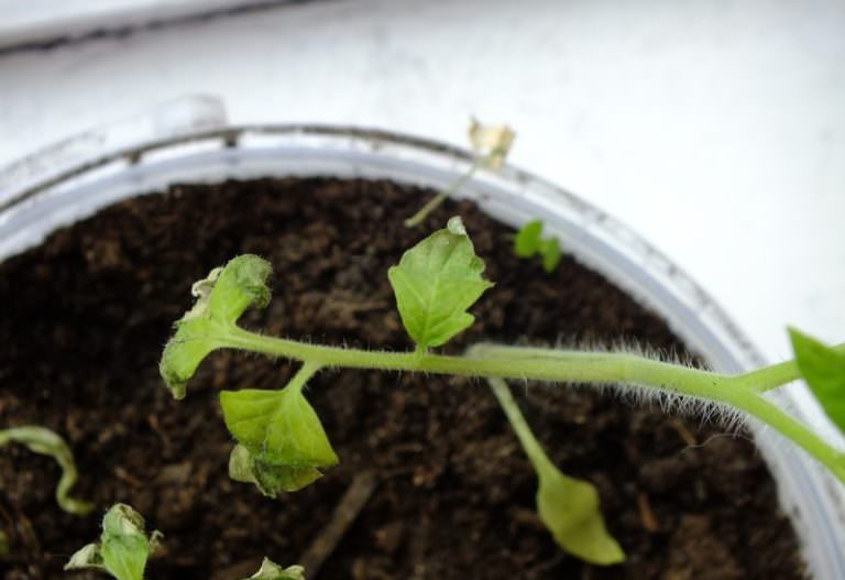 Почему у помидоры вянут нижние листья?