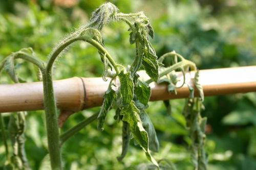 Почему у помидоры вянут нижние листья?