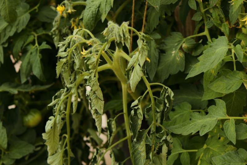 Почему у помидоры вянут нижние листья?