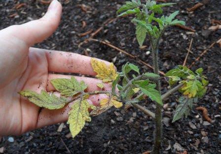 Почему у помидоры вянут нижние листья?