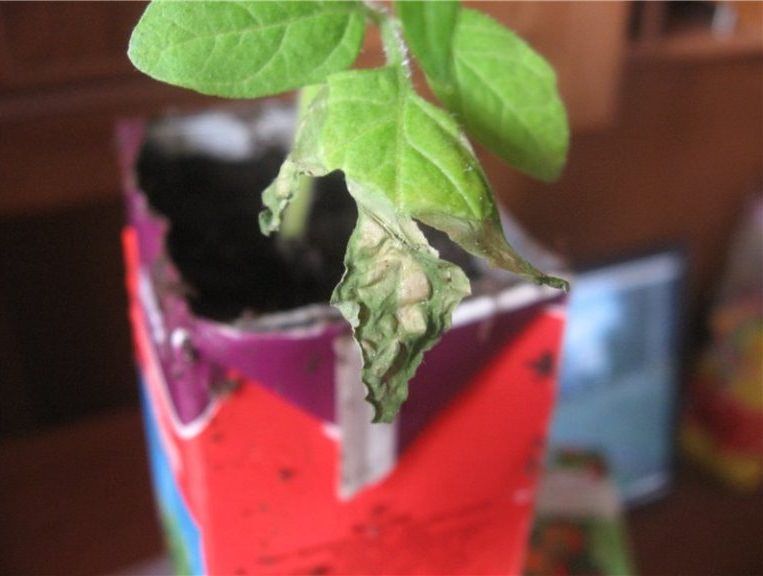 Почему у помидоры вянут нижние листья?