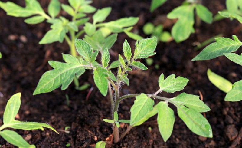 Почему у рассады помидоров опадают листья