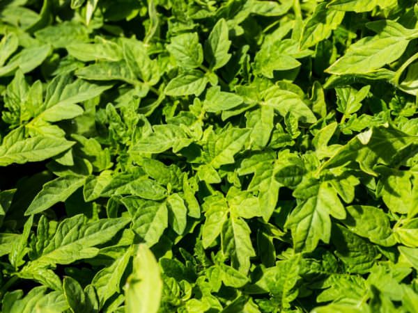 Почему в теплице не цветут помидоры