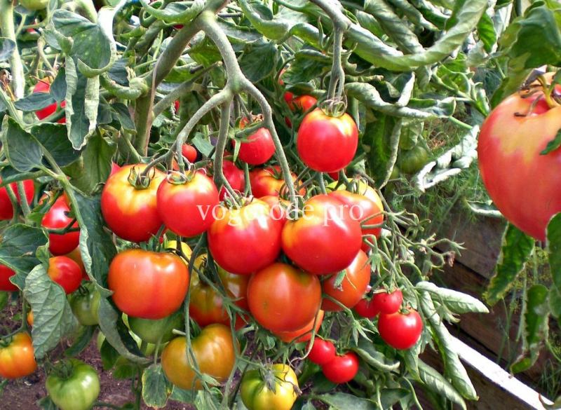 Почему выросли уродливые помидоры в теплице?